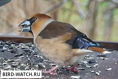 Coccothraustes coccothraustes